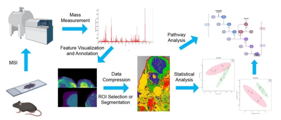 Figure 4 | Data Analysis Workflow